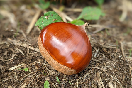 笠間の栗・かねこ農園の焼き栗　200g×5袋