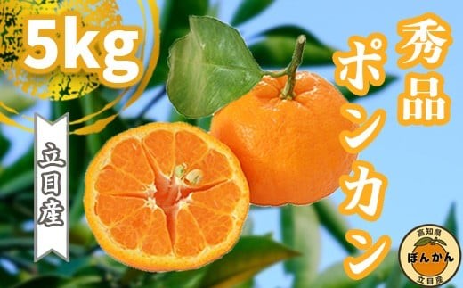 【早期予約開始】 1月中旬より順次発送 ポンカン 立目 秀品 贈答用 5kg L サイズ 冬 フルーツ 果物 立目産 ブランド 柑橘 2026年 収穫分 蜜柑 みかん ギフト 贈答 プレゼント 高知県 須崎市 TMS003