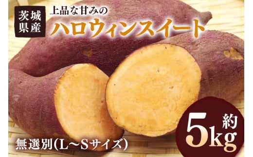 さつまいも ハロウィンスイート 約5kg 無選別(L～Sサイズ) 茨城県産 カボチャ 風味 焼き芋 お菓子 ハロウィン 自然の甘み スイーツ 野菜 サツマイモ 茨城県 潮来市 (A52-005)