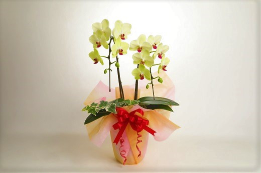 胡蝶蘭　黄色　２本立１６輪以上　アイビー入り　