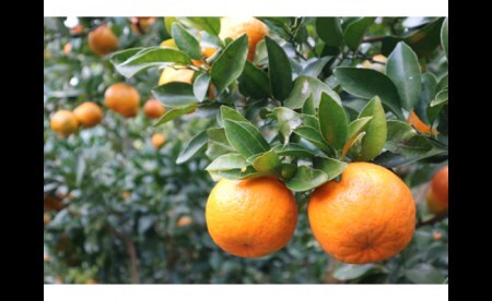 井村農園の足摺ぽんかん（５㎏）デコポンの親 みかん 柑橘 フルーツ 先行予約【R00222】