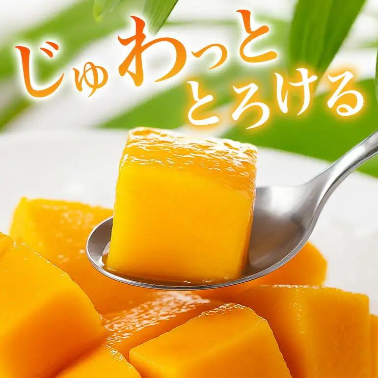 【 先行予約 2026年 発送 】 かねよしマンゴーの甘くとろける マンゴー 1.5kg ( 贈答用 ) 沖縄県産 アップルマンゴー アーウィンマンゴー 国産 果物 くだもの フルーツ 完熟 沖縄 お