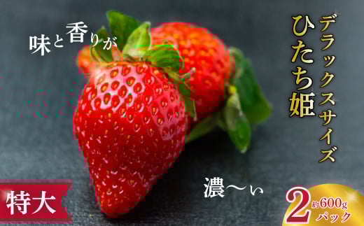 【2026年 先行予約】特大・デラックスサイズ苺 ひたち姫 2パック|  苺 イチゴ いちご 檜山いちご園 香り 大粒 特大 デラックス 高級 特別 旬 鮮度 フルーツ 新鮮 朝採れ 採れたて サイズ 大きい 果肉 甘い 美味しい ジューシー 甘味 品質 健康 日持ち 果物 デザート 贈り物 贈答品 ギフト 食べ比べ 人気 茨城県 常陸太田市
