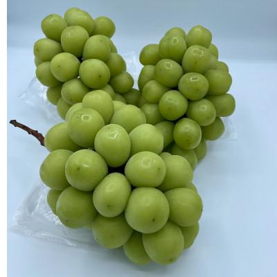 ふるさと納税 真庭市 【発送月固定定期便】9月〜12月 大粒ぶどうの詰め合わせ全4回 |  | 03