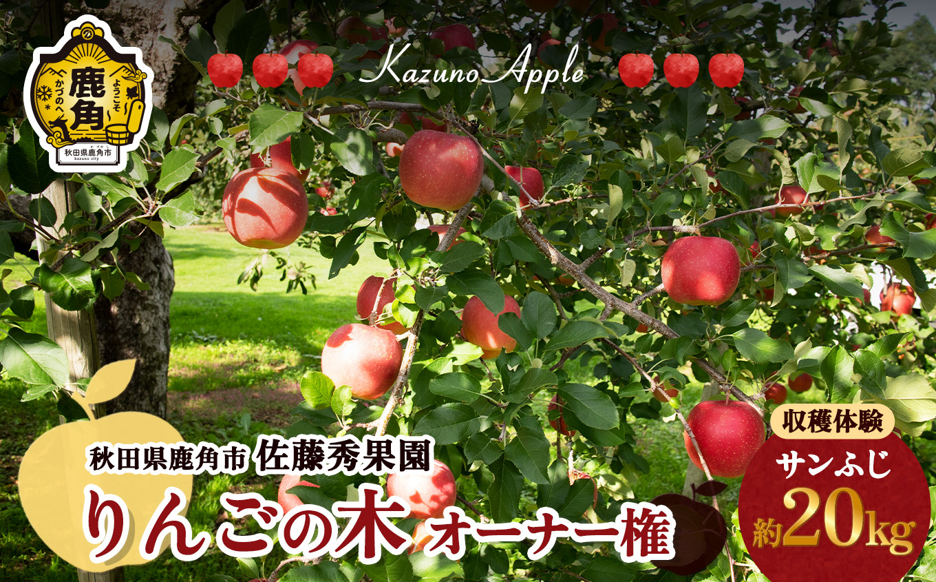 
令和6年度 秋田県鹿角市 りんごの木 オーナー権（収穫量：約20kg）【佐藤秀果園】◇収穫時期2024年11月中旬予定　オーナー りんご リンゴ 林檎 摘み取り りんご狩り 体験 収穫 秋田県 秋田 あきた 鹿角市 鹿角 かづの
