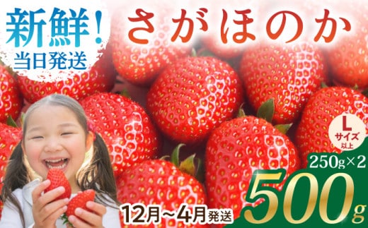 
										
										【先行予約】【農薬0への挑戦】【2～4月発送】朝摘みいちご ( さがほのか ) 500g ( 250g×2パック ) 【むらおか農園】 [HAF022]
									