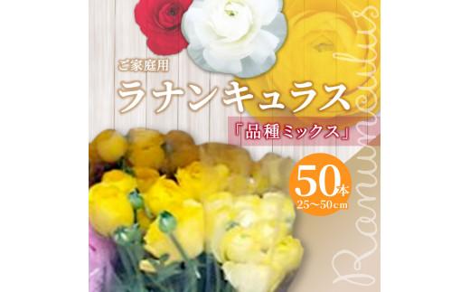 ご家庭用 ラナンキュラス品種ミックス 50本(長さ25～50cm)【2025-1月中旬～2025-3月下旬配送】