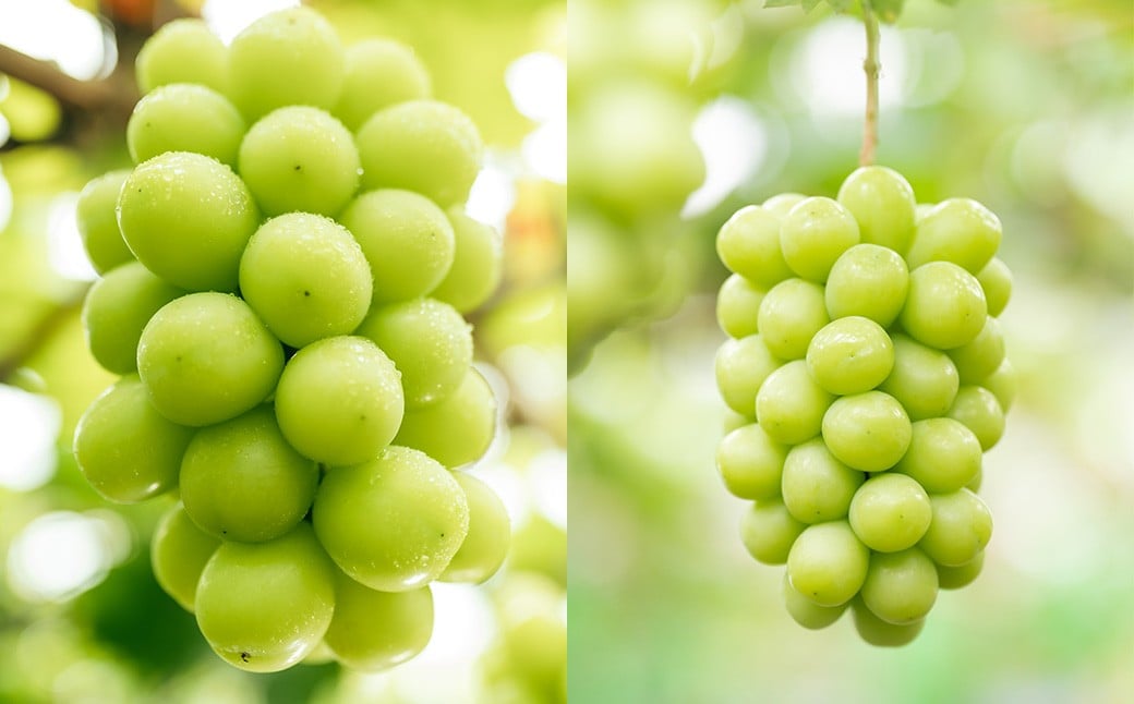 ご家庭用 シャインマスカット 2～3房 （1kg以上） 【2026年8月下旬から10月上旬頃発送予定】 ／ くだもの 果物 果実 フルーツ ぶどう ブドウ 葡萄 マスカット 冷蔵 岡山県 美咲町