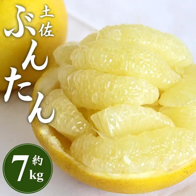 土佐文旦 7kg ギフト用 (2L～4Lサイズ) 先行予約 文旦 果物 フルーツ ms-0093