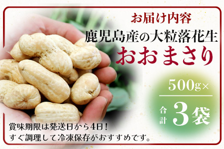 食べ応え抜群の大粒落花生「おおまさり」５００g袋×３袋≪数量限定≫★7月中旬より順次発送★鹿児島県産