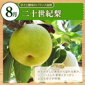 【先行予約】2026年産 全3回 フルーツの定期便 琴引メロン 二十世紀梨 ぶどう2種食べ比べ フルーツ