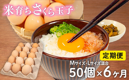定期便 卵 50個 × 6ヶ月 ( たまご 45個 + 割れ補償 5個 ) 6回 Mサイズ Lサイズ 混合 定期便 国産 米育ち さくら玉子 さくら卵 鶏 さくら コクのある 濃い 卵黄 風味 とれたて 生 たまご 地産地消  国産鶏 玉子 産みたて 新鮮 黄身 卵 かけ ご飯 たまご かけ ごはん 玉子 丼  卵 焼き すき焼き 目玉 焼き 玉子 スープ 茶碗蒸し ゆで たまご サンド 滋賀県