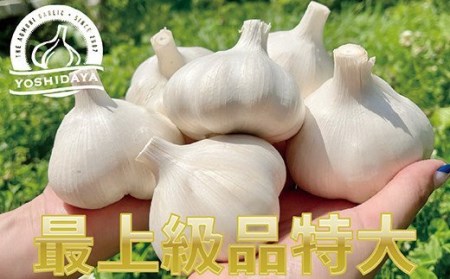 にんにくのよしだ家 青森県産 にんにく 特大サイズ・６玉【2024年産】 福地ホワイト種 にんにく 青森県 にんにく 三戸町 R0407