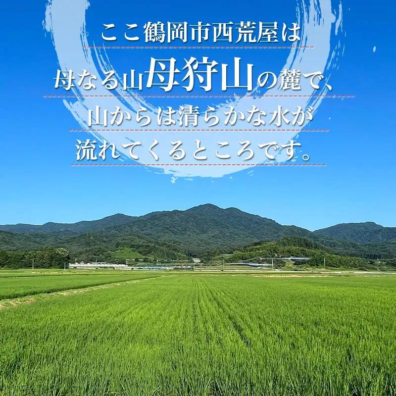 【令和8年産先行予約】【定期便6ヶ月】ミルキープリンセス 無洗米　5kg×6ヶ月　山形県鶴岡市　伊藤農園　| 米 コメ こめ ブランド米 庄内米 ごはん ご飯 美味しい 国産 おすすめ 人気 お取り寄