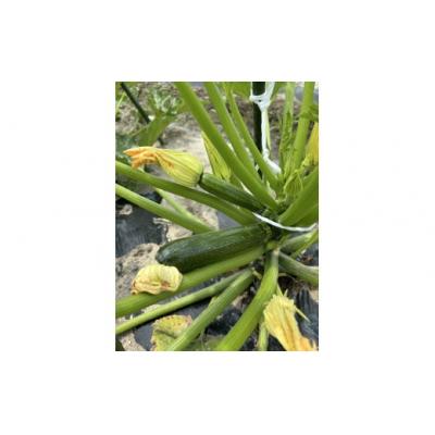 ふるさと納税 善通寺市 【先行予約受付中】夏のお野菜セット ( 旬の夏野菜 5〜10種類前後 ) |  | 03
