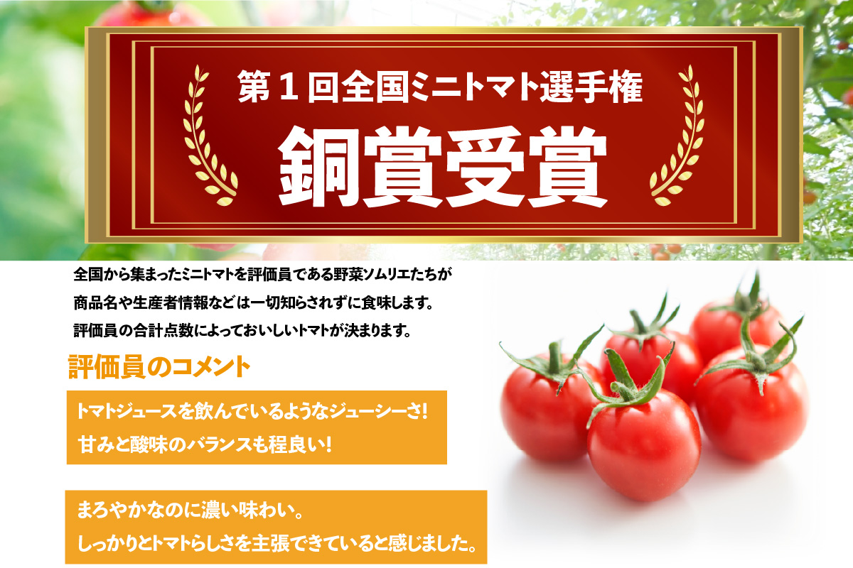 【先行予約】【2025年12月頃から順次発送】トマト好きが、恋をする。　2kg　金赤トマトミニ 野菜 新鮮野菜 夏野菜 旬野菜 生野菜 ミニトマト プチトマト フルーツ トマト 国産 味が濃い 濃厚 