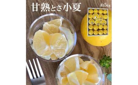 ＜先行予約＞甘熟とさ小夏 約5kg S～Lサイズ 特選品 贈答用 果物 柑橘 フルーツ こなつ 小夏 すくも小夏 宿毛小夏 みかん 高知県 土佐市 お取り寄せ 産地直送 おいしい 美味しい ギフト