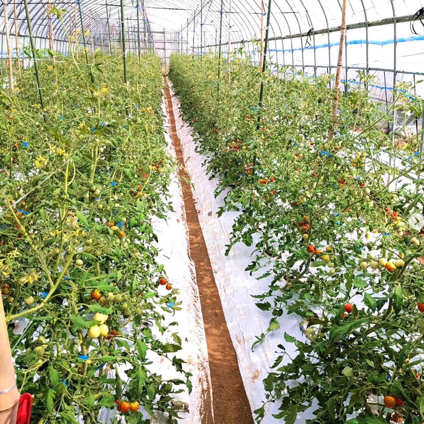 【先行予約】壱岐市産 ミニトマト 1.5kg（250g×6袋）【2026年8月下旬以降順次発送】 《壱岐市》【ようさんのとまと】 野菜 トマト とまと ミニトマト 国産 旬[JHC001]