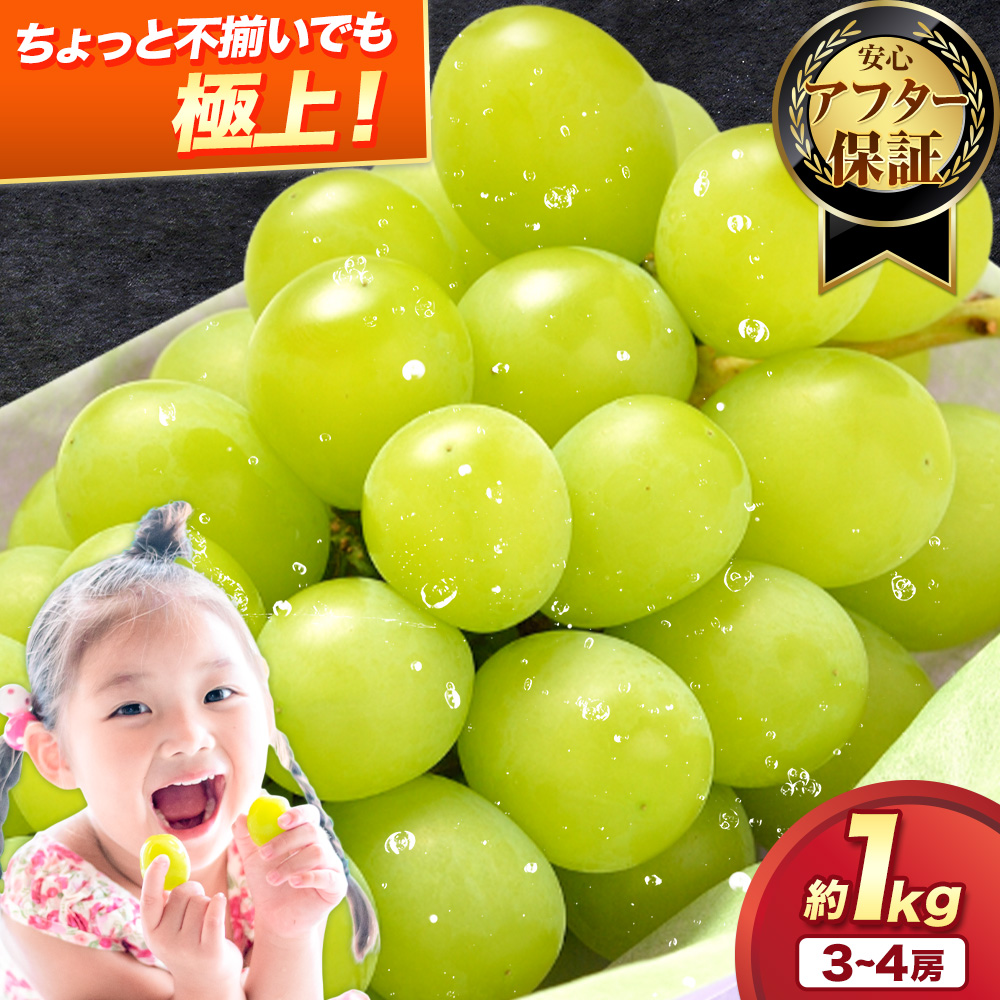 【2026年出荷】訳あり シャインマスカット 約1kg 《2026年8月上旬-8月下旬頃出荷》訳あり シャインマスカット マスカット ぶどう フルーツ 果物 大阪府 羽曳野市 シャイン 食べやすい---habikino_lcl_4_2---
