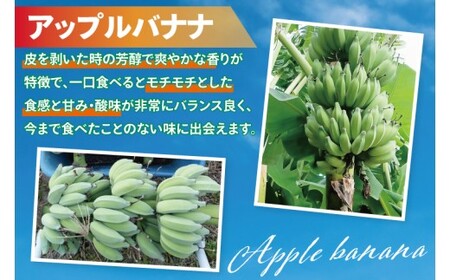 アップルバナナ 約5kg｜バナナ ばなな アップルバナナ フルーツ くだもの 果物 沖縄フルーツ 有機肥料 沖縄 沖縄県 豊見城市(DL004)