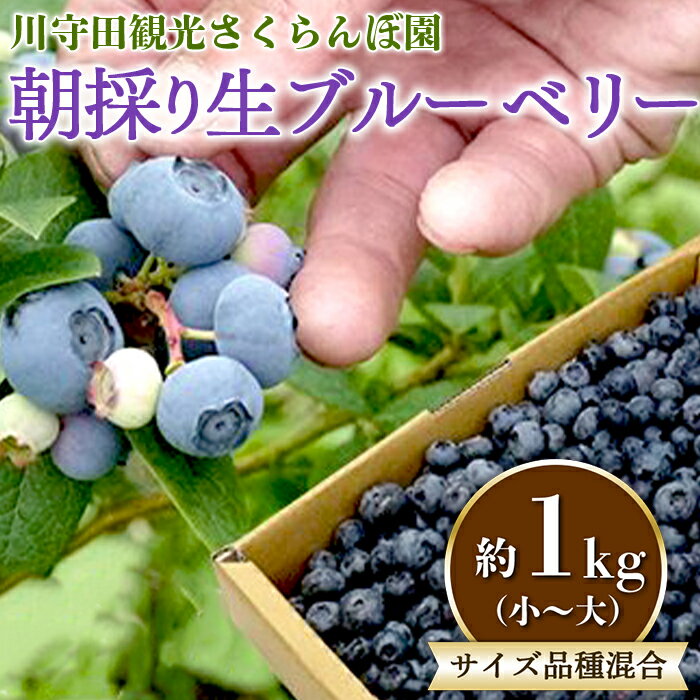 【ふるさと納税】朝採り 生ブルーベリー サイズ・品種 混合 約1kg（小～大） 【川守田観光さくらんぼ園】 ブルーベリー フルーツ王国 南部町 果物 くだもの フルーツ 夏果実 産地直送 青森県産 デザート 旬 F21U-169