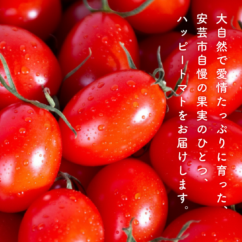 【先行予約】 ハッピートマト 2kg トマト フルーツトマト 野菜 糖度 とまと