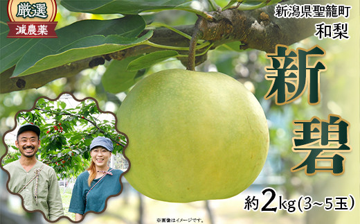 
                  新潟和梨【新碧】約2kg（3～5玉）
                