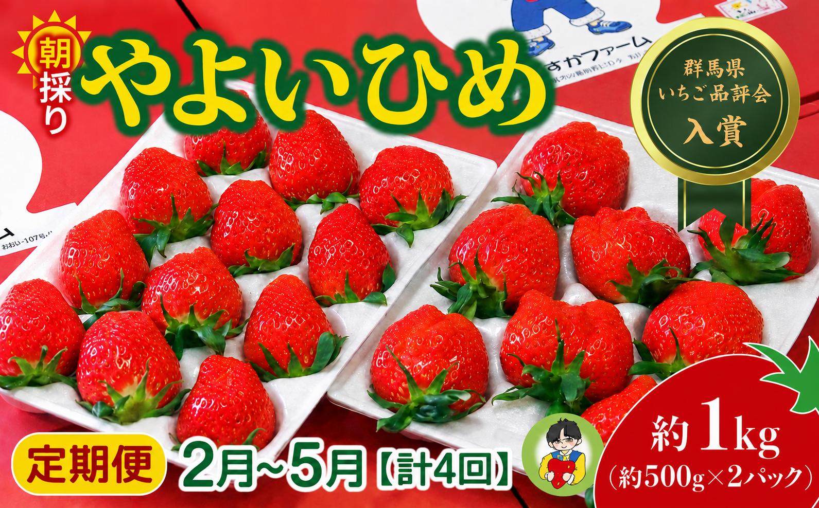 
                  いちご やよいひめ 500g × 2パック 1kg 計4回 定期便2月～5月 2027年 先行予約 | コク 甘み 朝採れ やよいひめ 贈答用 新鮮 完熟 いちご 旬 苺 ストロベリー 産地直送 果汁 あまい 人気 高評価 旨味 高糖度 ごほうび 定期便 あすかファーム 群馬県 前橋市
                