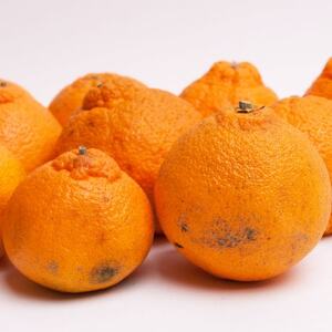 家庭用 不知火1kg+250g(傷み補償分)【デコポンと同品種・人気の春みかん】【訳あり】【配送不可地域：離島・北海道・沖縄県】【1633640】