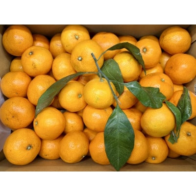 【宗方印】【数量限定】温州みかん 約5kg(家庭用)【K003650K5】【1676984】