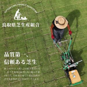 【先行予約】芝生(省管理型コウライ芝　TM9ティーエムナイン)20束セット※20平米分