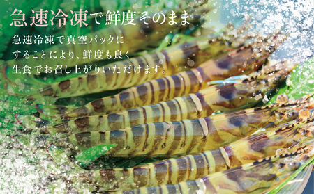 【鹿児島県産】活〆 冷凍車海老 300g（生食用） えび クルマエビ 海鮮 刺身 南さつま市