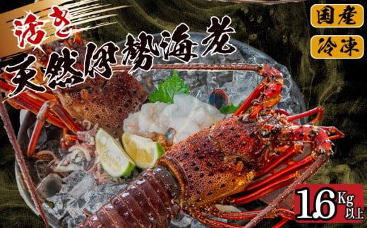 【伊勢海老】 活き伊勢海老1.6kg以上 1.6kg以上