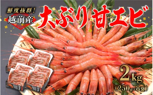 【選べる容量！】【小分け】越前産冷凍甘えび大サイズ 約250g × 8パック 合計約2.0kg  [C-11011] / 甘えび 甘エビ えび 大ぶり甘エビ 海老 海鮮 刺身 冷凍  福井県 鯖江市