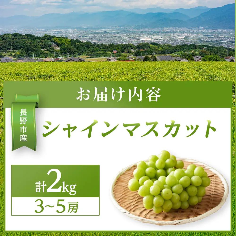 金オ岡村青果株式会社 長野市産 シャインマスカット2kg【2026年9月以降出荷分】フルーツ ぶどう 葡萄 果物 人気 種なし 数量限定 令和8年 産地 長野 | シャインマスカット