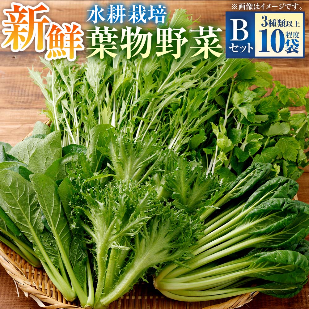 【ふるさと納税】 水耕 栽培 新鮮 葉物 野菜 Bセット GreensFarm ホタル サラダ 和え物 M08S51 岐阜県 美濃加茂市 送料無料【2026年11月上旬～2027年6月上旬発送予定】
