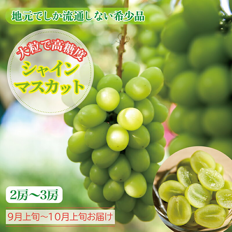 【ふるさと納税】〈2026年先行予約〉シャインマスカット（期間限定）冷蔵 種なし 2～3房 選択/送料無料 福井 越前市 フルーツ 果物 露地栽培 大粒 ぶどう 甘さ 冷蔵 (18209)