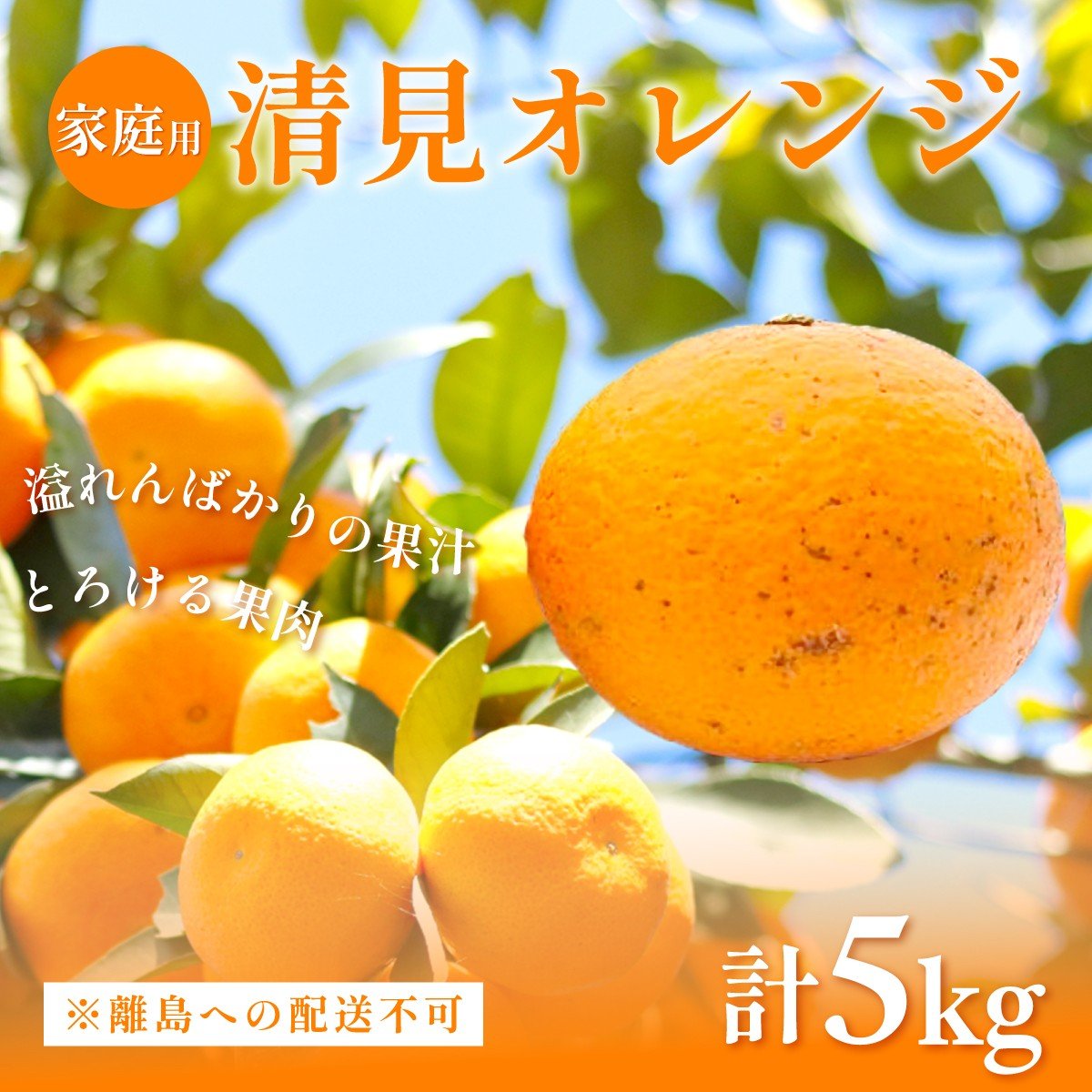 
                  【先行予約】【家庭用】清見オレンジ計5kg ※離島への配送不可（2026年3月上旬頃より順次発送予定） 【 ふるさと納税 人気 おすすめ ランキング みかん 柑橘 ミカン 蜜柑 mikan 果物 フルーツ オレンジ 早生 愛媛県 伊方町 送料無料 】IKTAC007
                