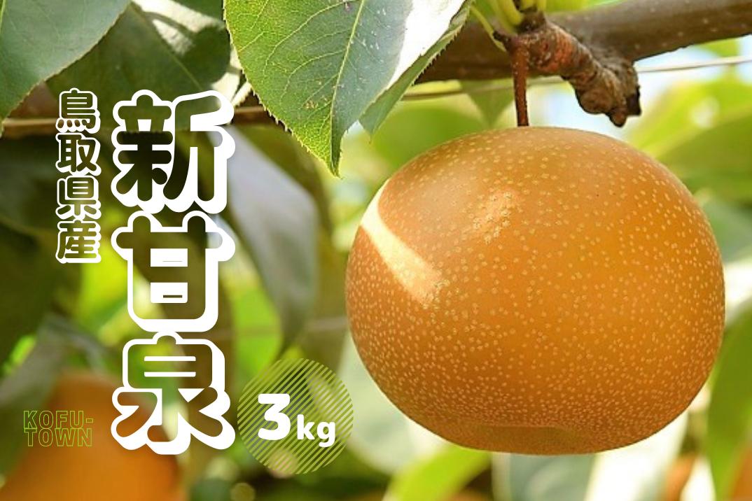 新甘泉 3kg前後 梨 鳥取県産 先行受付 2024年秋収穫分 しんかんせん なし 3キロ TM29 0685