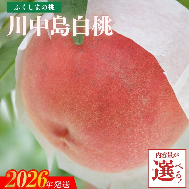 【ふるさと納税】もも「川中島白桃」 約2kg 約3kg【2026年発送 先行予約】