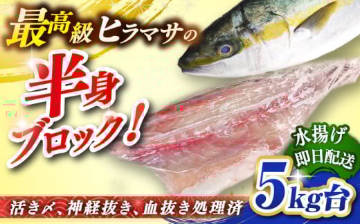 壱岐島産天然ヒラマサ（5キロ台・半身ブロック） 《壱岐市》【壱岐島　玄海屋】[JBS086] ヒラマサ 魚 刺身 煮物 カルパッチョ お寿司  46000 46000円