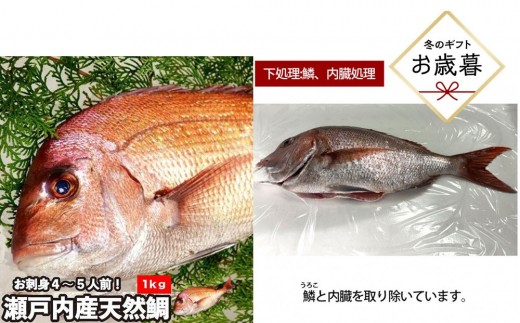 【お歳暮】【鱗、内臓処理】活き締め真鯛1尾（約1kg）タイ たい 刺身 鍋 | 真鯛 鯛 鮮魚 刺身 鍋 国産 高級魚 新鮮 活魚 お歳暮 ギフト お取り寄せ 人気