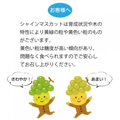 シャインマスカット 2房 (計1kg程度) 生産者直送 ! 山梨市『万力産』【配送不可地域：離島】
