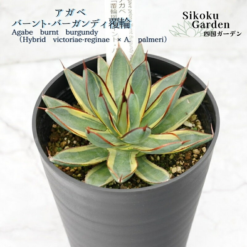 【ふるさと納税】アガベ「バーント・バーガンディ」覆輪 4.5号鉢 四国ガーデン 人気 多肉植物 インテリア 観葉植物 グリーン リラックス｜C73