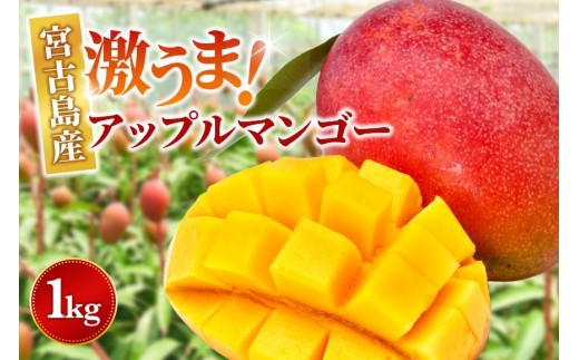 
                  ＜2027年夏発送＞【家庭用】激うま！宮古島産アップルマンゴー1kg(2～3玉)ふれあいフルーツ宮古島(FA01)
                