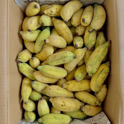 ふるさと納税 本部町 【2026年収穫・農園直送】あなたの木から届く!本部町産アップルバナナ オーナー制度 |  | 01