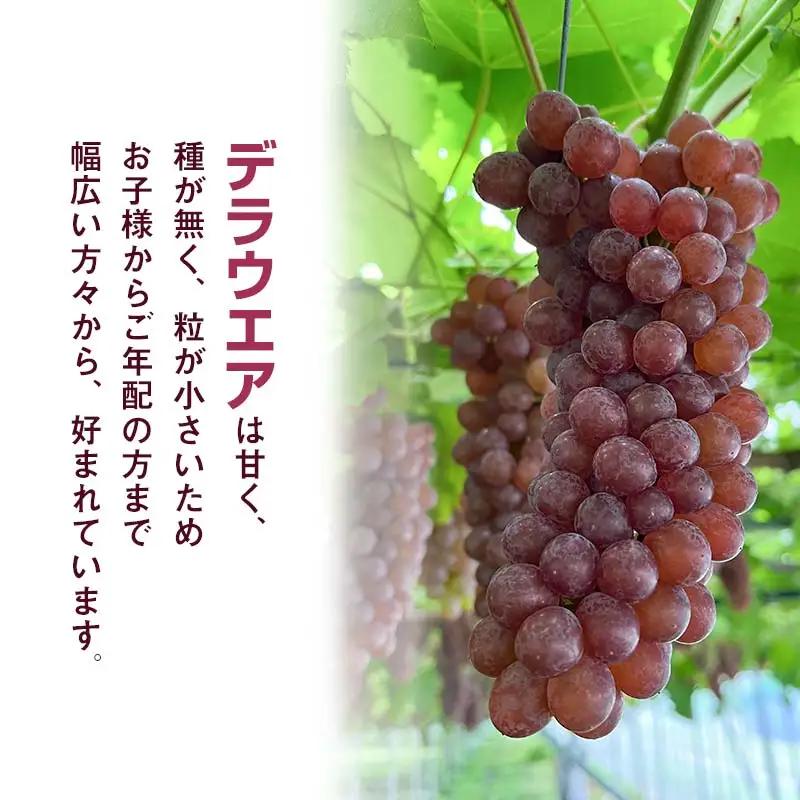 【令和8年産先行予約】 デラウェア　約1kg 箱入 (5～7房) 山形県鶴岡産　伊藤農園