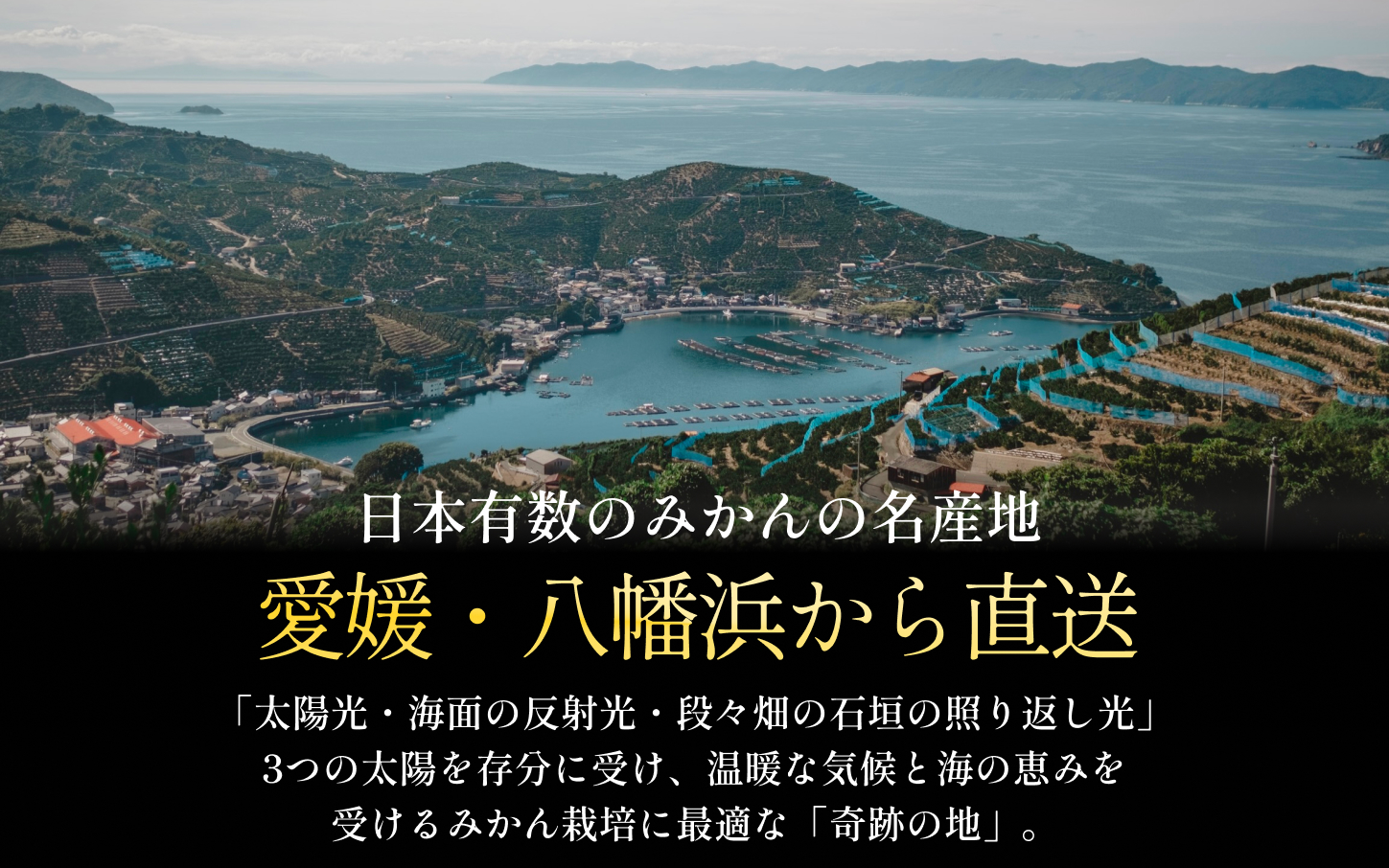 【先行受付】2027年発送!五代目が厳選した【訳あり】媛小春 2kg【A70-161】【1710481】 YWTK160