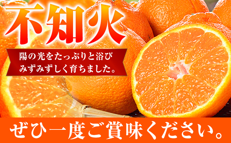 【先行予約】紀州有田産不知火( デコポン と同品種 ) 内容量 約 2.5kg 株式会社魚鶴商店《2026年2月中旬-3月中頃より出荷予定》 和歌山県 日高町 不知火 しらぬい 柑橘 ご家庭用 デコポ