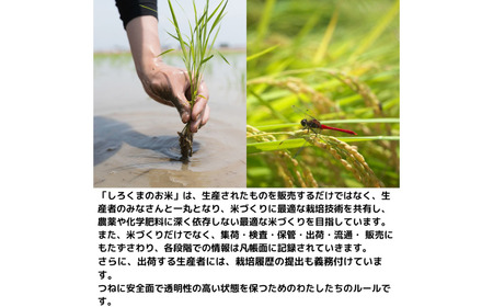 新潟県産ブレンド米 10kg（5kg×2袋) 令和6年産米 ブレンド米 精米 ブレンド米 コシヒカリ含むブレンド米  [株式会社白熊]【010S455】